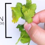 Cara Menumbuhkan Kembali Sayuran Dari Bahan Masakan
