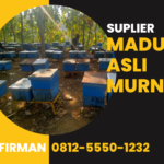 Bpk. Firman 0812 5550 1232 Distributor Madu Murni Asli Sarmi Papua